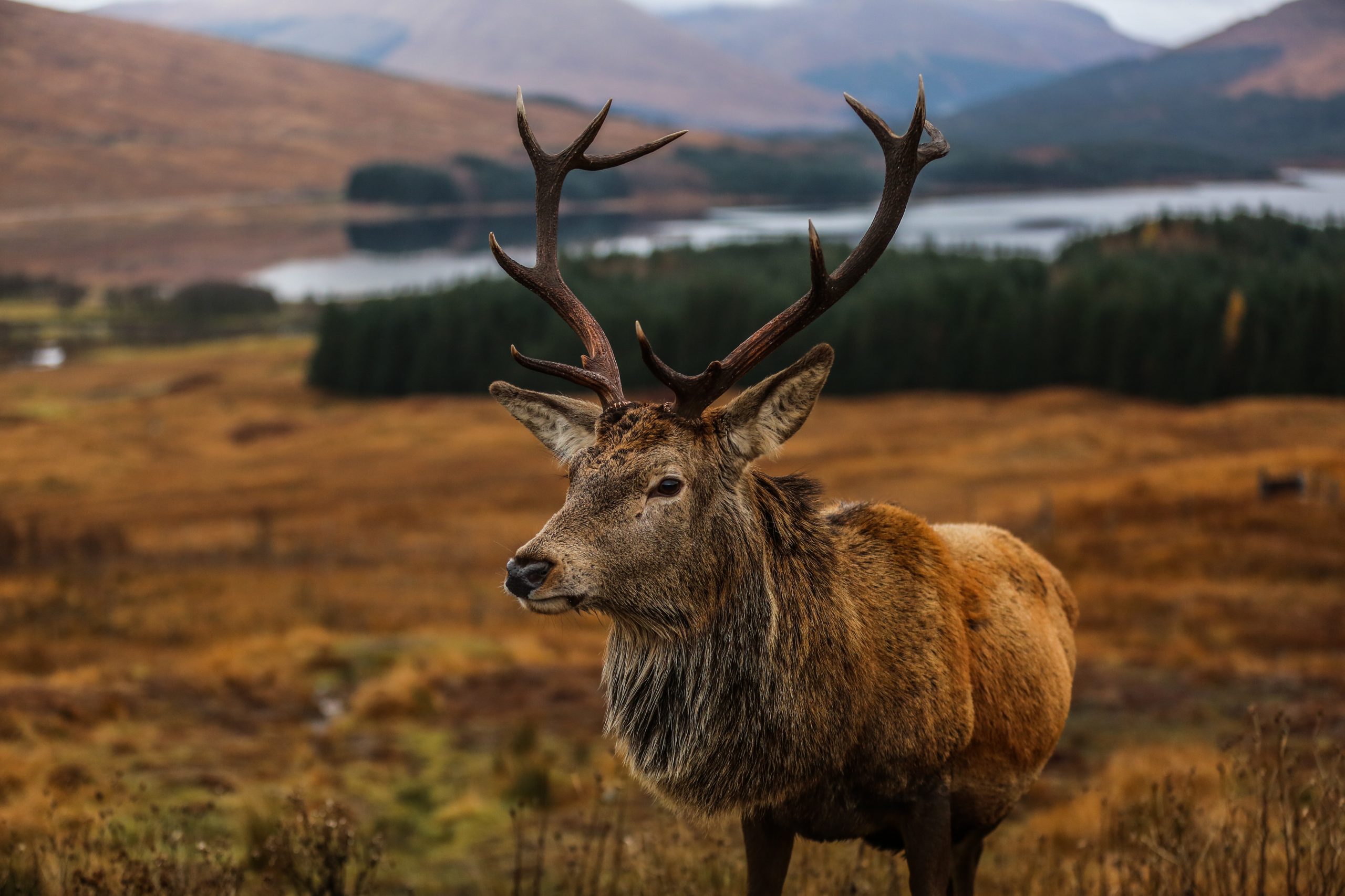 Inspired by Scotland